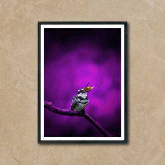 Pied Kingfisher Poster